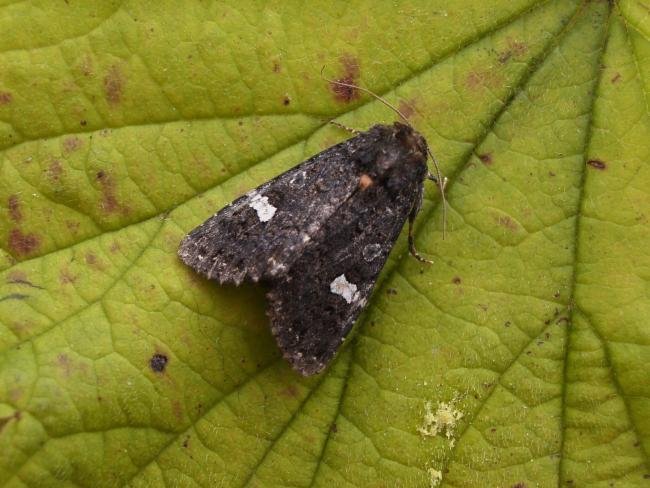 Dot Moth (Melanchra persicariae), adult. Chester-le-Street, 13-07-2007. Copyright Keith Dover.