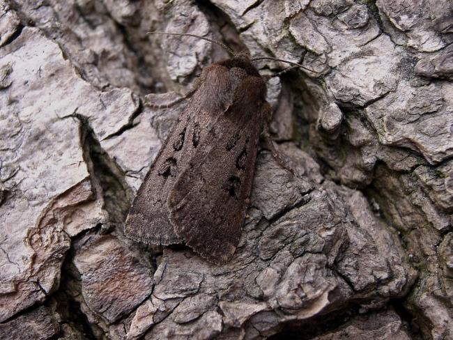 Double Dart (Graphiphora augur), adult. Chester-le-Street, 24-06-2006. Copyright Keith Dover.