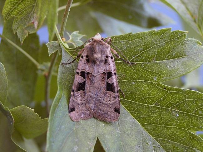 Double Square-spot (Xestia triangulum), adult. Taken outside Durham, 19-06-2006. Copyright Keith Dover.
