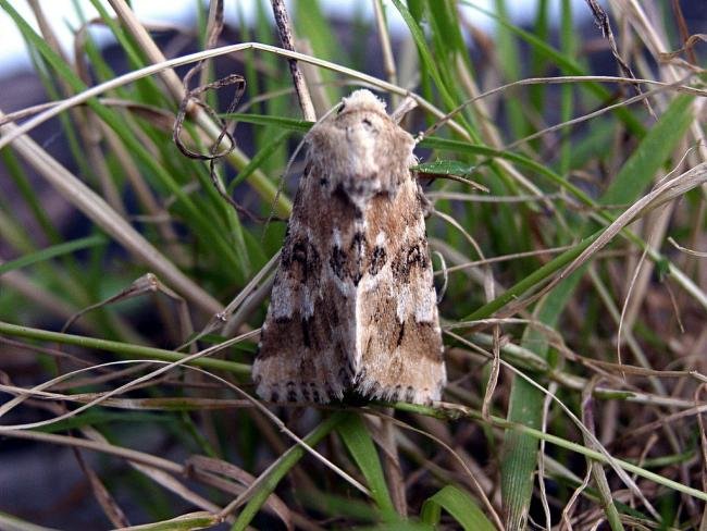 Dusky Sallow (Eremobia ochroleuca), adult. Chester-le-Street, 02-08-2004. Copyright Keith Dover.