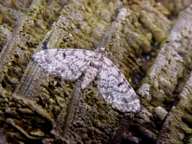 Dwarf Pug (Eupithecia tantillaria), adult. Taken outside Durham, 04-06-2007. Copyright Keith Dover.