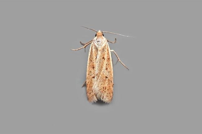 Eana osseana, adult. Chester-le-Street. Copyright Keith Dover.