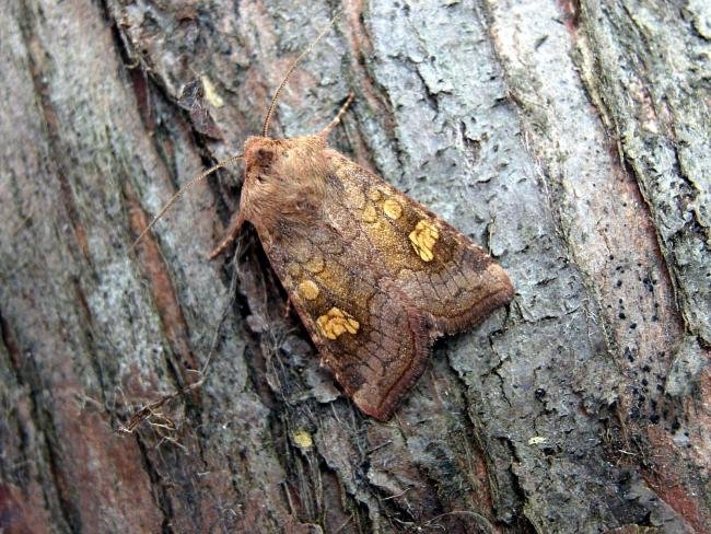 Ear Moth agg. (Amphipoea oculea agg.), adult. 17-08-2006. Copyright Keith Dover.