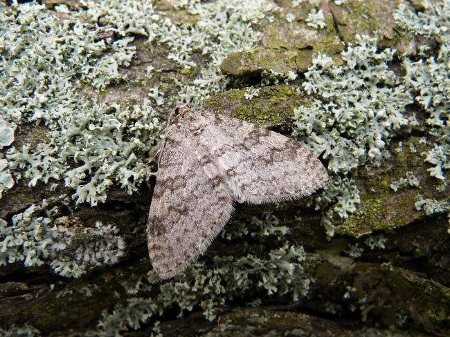 Early Tooth-striped (Trichopteryx carpinata), adult. Taken outside Durham, 11-04-2010. Copyright Keith Dover.