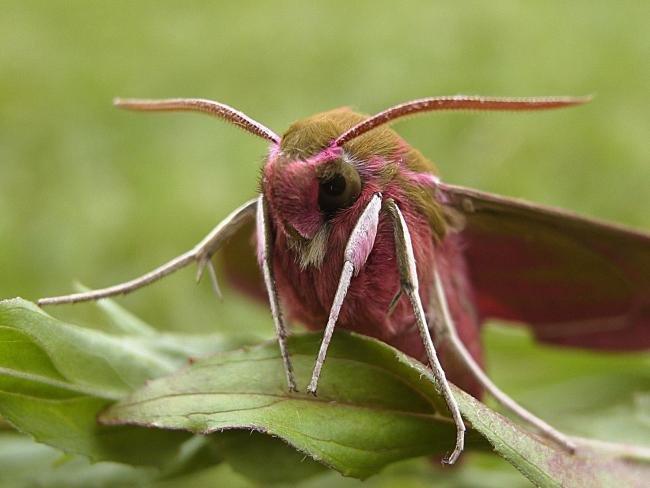 Elephant Hawk-moth (Deilephila elpenor), adult. Taken outside Durham, 16-06-2006. Copyright Keith Dover.