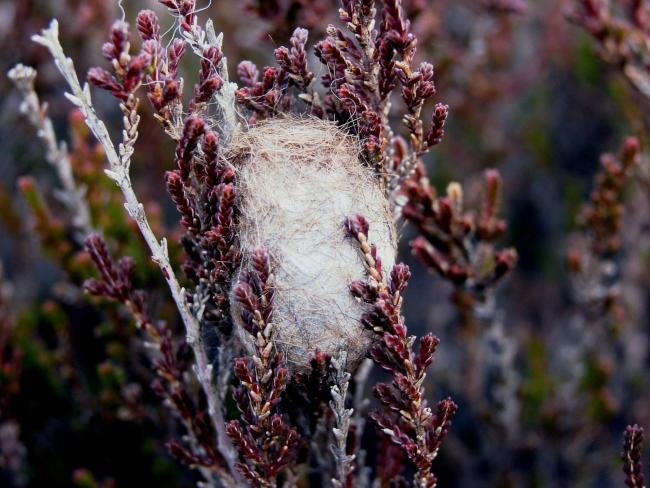 Emperor Moth (Saturnia pavonia), cocoon. Waskerley, 25-04-2005. Copyright Keith Dover.