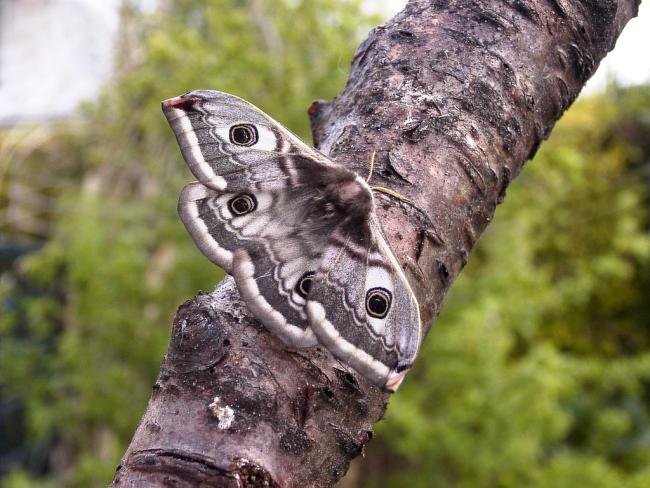 Emperor Moth (Saturnia pavonia), adult, female. Chester-le-Street. Copyright Keith Dover.