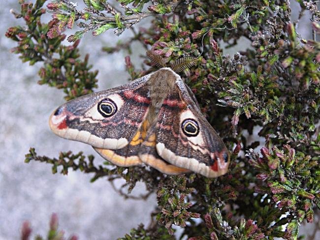 Emperor Moth (Saturnia pavonia), adult, male. Knitsley Fell. Copyright Keith Dover.