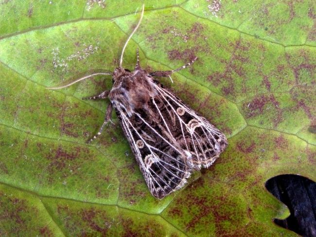 Feathered Gothic (Tholera decimalis), adult. Knitsley Fell, 18-08-2004. Copyright Keith Dover.