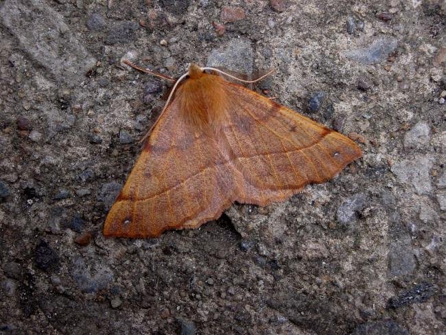 Feathered Thorn (Colotois pennaria), adult. Chester-le-Street, 14-10-2006. Copyright Keith Dover.