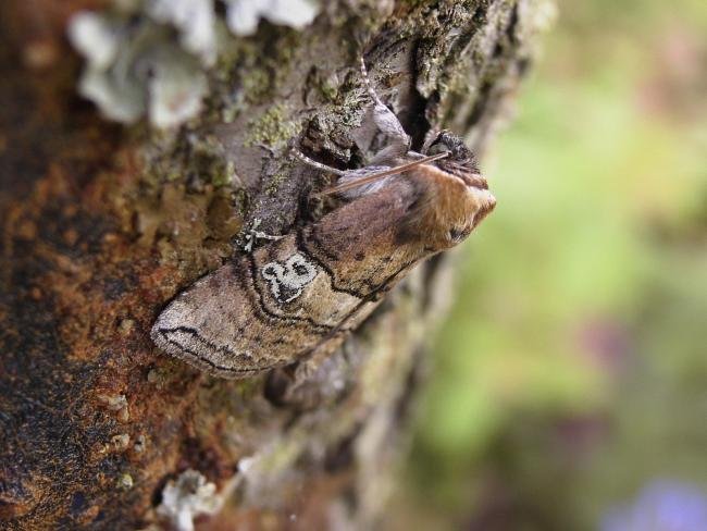 Figure of Eighty (Tethea ocularis), adult. Chester-le-Street, 07-06-2007. Copyright Keith Dover.