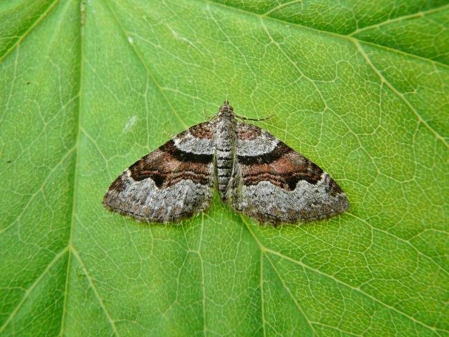 Flame Carpet (Xanthorhoe designata), adult. Taken outside Durham, 21-05-2009. Copyright Keith Dover.