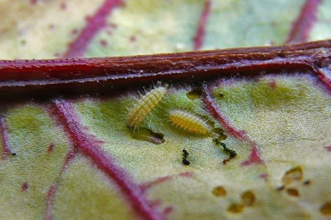 Forester (Adscita statices), larval. Burnwood Bridge, 28-06-2011. Copyright Keith Dover.
