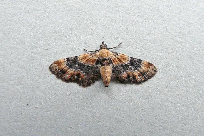 Foxglove Pug (Eupithecia pulchellata), adult. Taken outside Durham, 01-09-2013. Copyright Keith Dover.