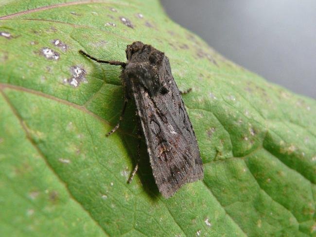 Garden Dart (Euxoa nigricans), adult. Taken outside Durham, 05-08-2009. Copyright Keith Dover.