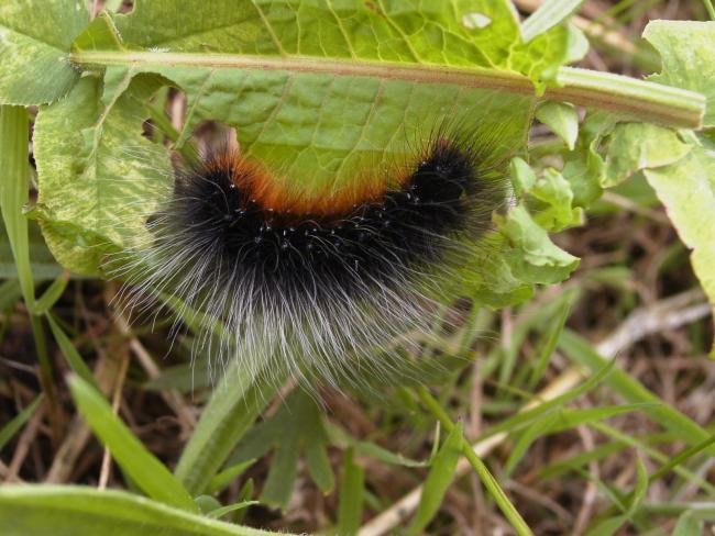 Garden Tiger (Arctia caja), larval. Taken outside Durham, 13-06-2006. Copyright Keith Dover.