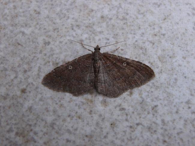Gem (Nycterosea obstipata), adult. Taken outside Durham, 30-10-2007. Copyright Keith Dover.