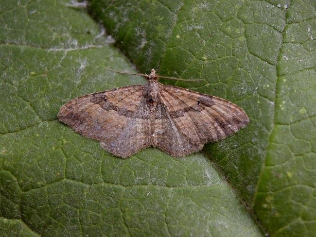 Gem (Nycterosea obstipata), adult. Taken outside Durham, 20-10-2005. Copyright Keith Dover.