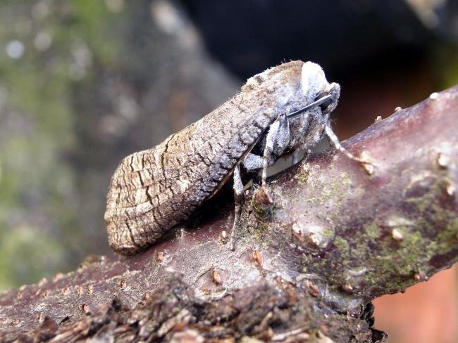 Goat Moth (Cossus cossus), adult. Taken outside Durham, 22-04-2005. Copyright Keith Dover.