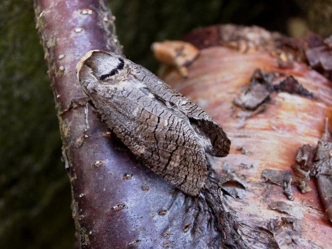 Goat Moth (Cossus cossus), adult. Taken outside Durham, 22-04-2005. Copyright Keith Dover.