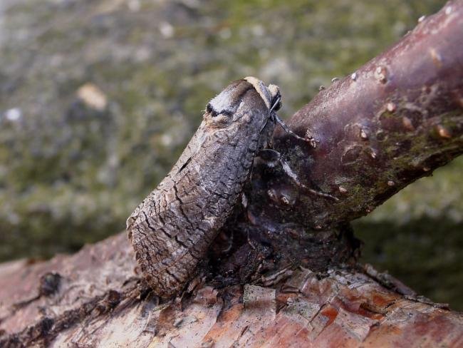 Goat Moth (Cossus cossus), adult. Taken outside Durham, 22-04-2005. Copyright Keith Dover.