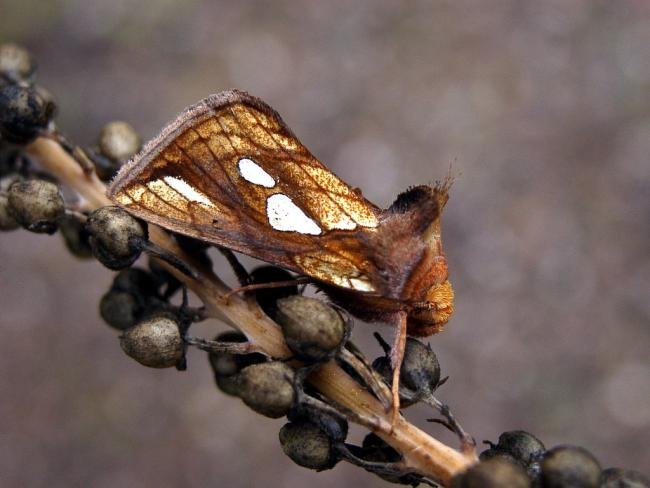 Gold Spot (Plusia festucae), adult. Taken outside Durham, 19-08-2004. Copyright Keith Dover.