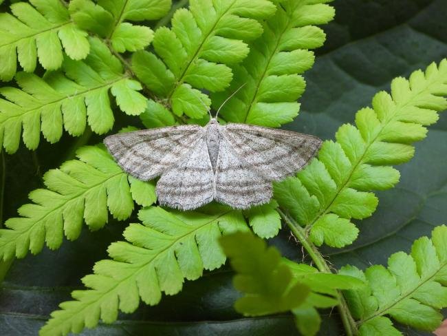 Grass Wave (Perconia strigillaria), adult. West Moor Plantation, 24-06-2020. Copyright Keith Dover.