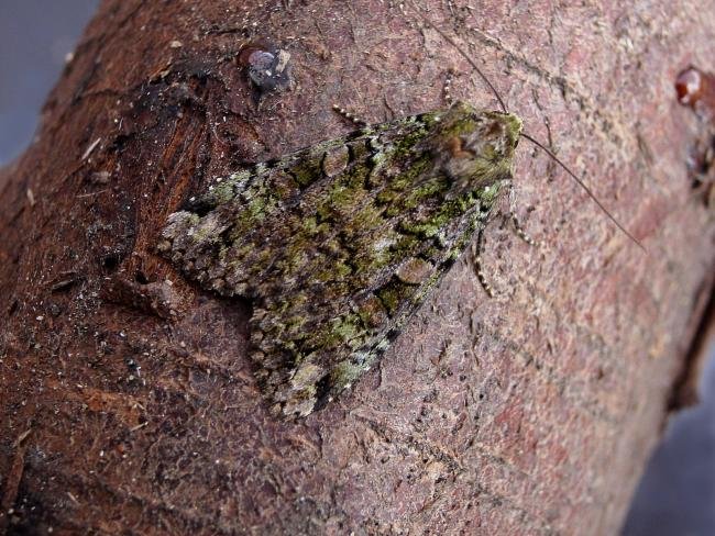 Green Arches (Anaplectoides prasina), adult. Chester-le-Street, 05-07-2006. Copyright Keith Dover.