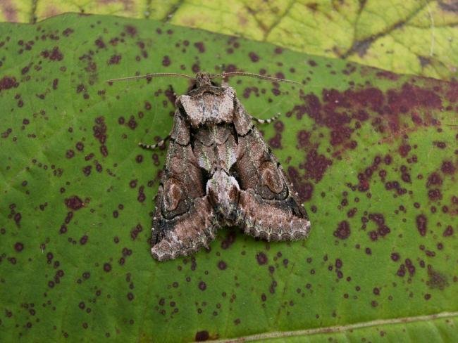 Green-brindled Crescent (Allophyes oxyacanthae), adult. Chester-le-Street, 27-09-2006. Copyright Keith Dover.