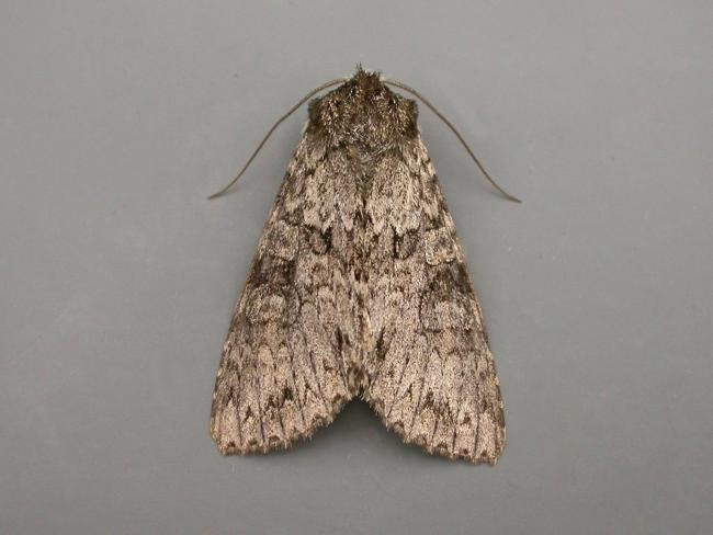 Grey Arches (Polia nebulosa), adult. Taken outside Durham, 08-07-2009. Copyright Keith Dover.