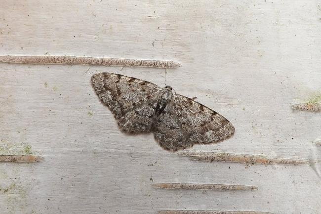 Grey Birch (Aethalura punctulata), adult. Chester-le-Street, 04-05-2020. Copyright Keith Dover.