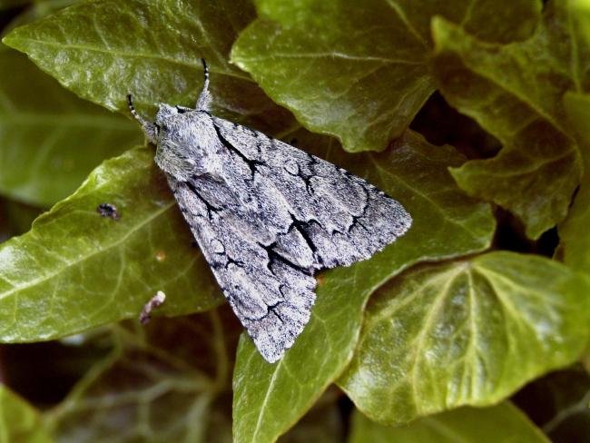 Grey Dagger (Acronicta psi), adult. Taken outside Durham, 28-05-2005. Copyright Keith Dover.