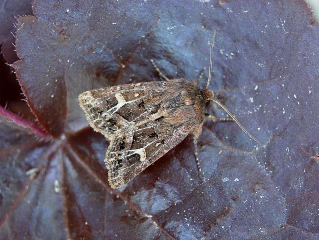 Haworth's Minor (Celaena haworthii), adult. Taken outside Durham, 07-09-2007. Copyright Keith Dover.