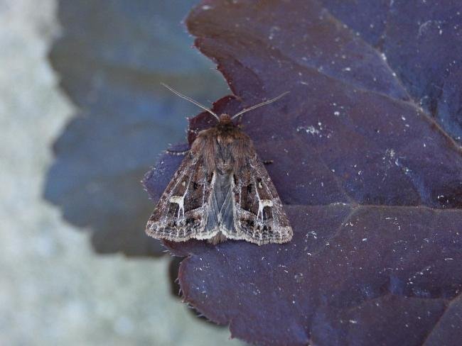 Haworth's Minor (Celaena haworthii), adult. Taken outside Durham, 07-09-2007. Copyright Keith Dover.