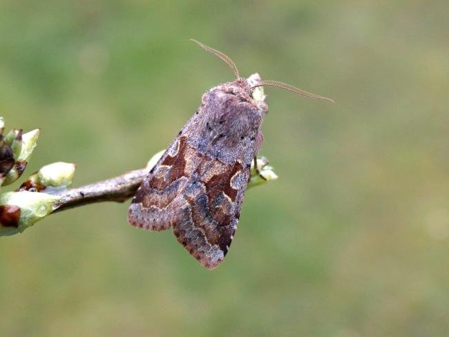 Hebrew Character (Orthosia gothica), adult. Taken outside Durham, 01-05-2006. Copyright Keith Dover.