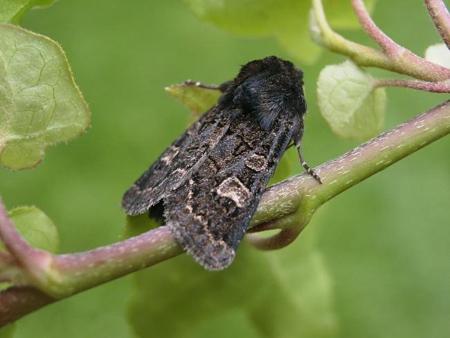 Hedge Rustic (Tholera cespitis), adult. Taken outside Durham, 17-08-2006. Copyright Keith Dover.