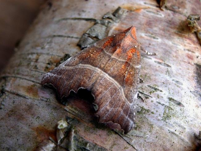 Herald (Scoliopteryx libatrix), adult. Chester-le-Street, 23-04-2005. Copyright Keith Dover.