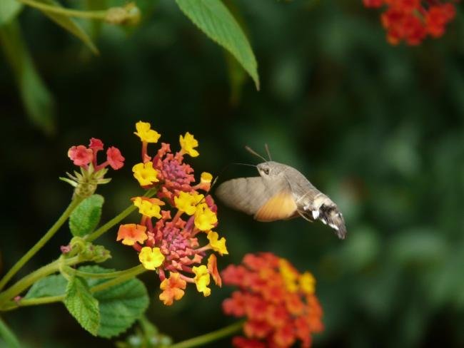 Humming-bird Hawk-moth (Macroglossum stellatarum), adult. Taken outside Durham, 13-09-2009. Copyright Keith Dover.