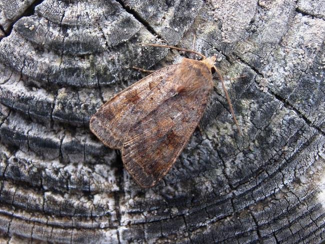 Ingrailed Clay (Diarsia mendica), adult. Taken outside Durham, 16-08-2006. Copyright Keith Dover.