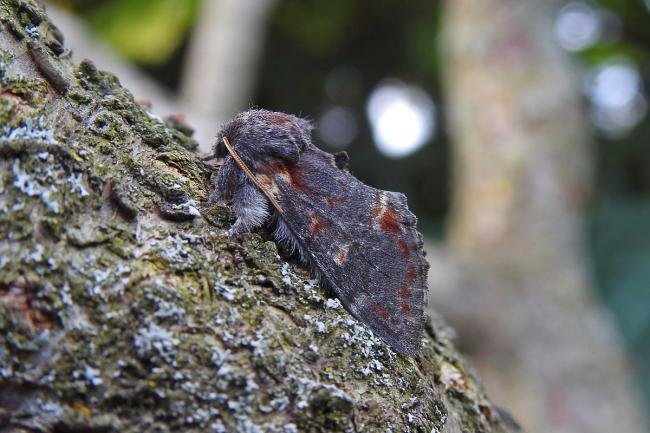 Iron Prominent (Notodonta dromedarius), adult. Chester-le-Street, 20-05-2019. Copyright Keith Dover.