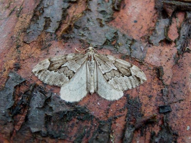 Juniper Carpet (Thera juniperata), adult. Chester-le-Street, 17-10-2006. Copyright Keith Dover.