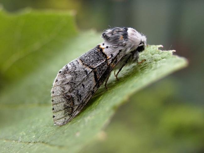 Poplar Kitten (Furcula bifida), adult. Chester-le-Street, 13-06-2007. Copyright Keith Dover.