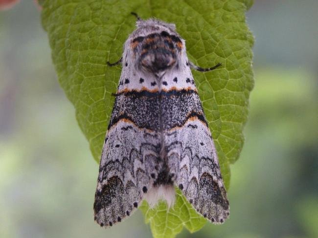 Poplar Kitten (Furcula bifida), adult. Chester-le-Street, 13-06-2007. Copyright Keith Dover.