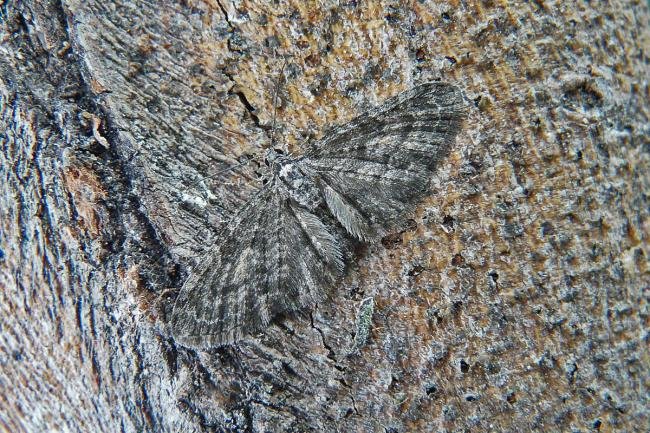Larch Pug (Eupithecia lariciata), adult. Taken outside Durham, 14-06-2013. Copyright Keith Dover.