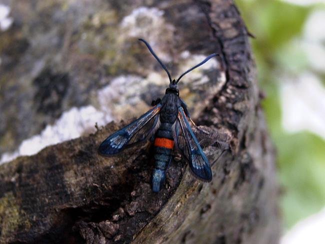 Large Red-belted Clearwing (Synanthedon culiciformis), adult. 18-05-2005. Copyright Keith Dover.