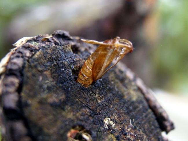 Large Red-belted Clearwing (Synanthedon culiciformis), pupal. 18-05-2005. Copyright Keith Dover.