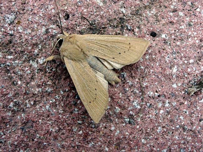 Large Wainscot (Rhizedra lutosa), adult. Chester-le-Street, 29-09-2006. Copyright Keith Dover.