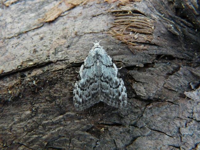 Least Black Arches (Nola confusalis), adult. Chester-le-Street, 29-04-2010. Copyright Keith Dover.