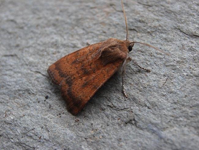 Least Yellow Underwing (Noctua interjecta), adult. Taken outside Durham, 10-08-2007. Copyright Keith Dover.