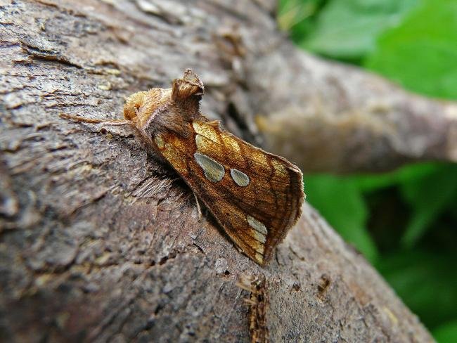Lempke's Gold Spot (Plusia putnami), adult. Chester-le-Street, 09-07-2009. Copyright Keith Dover.